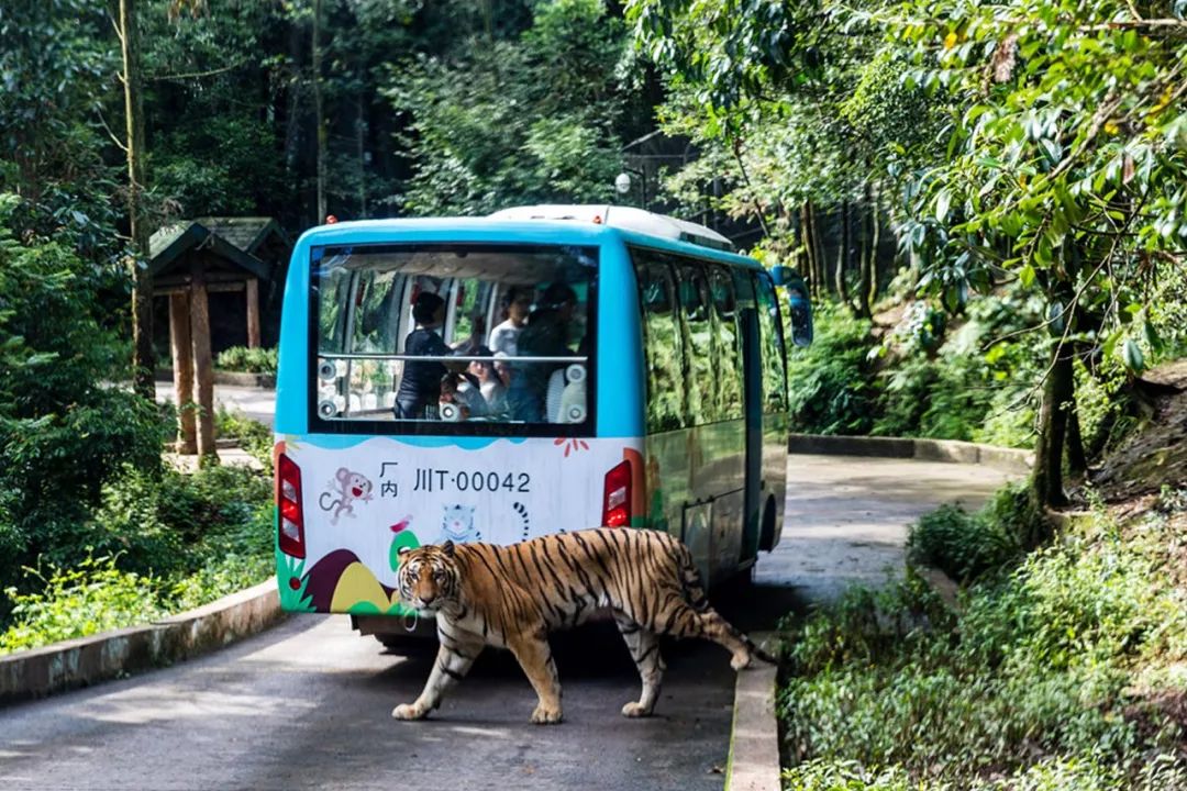 碧峰峽野生動物園門票攻略，全方位了解門票信息，打造完美游玩體驗，碧峰峽野生動物園門票攻略，全方位了解，打造最佳游玩體驗