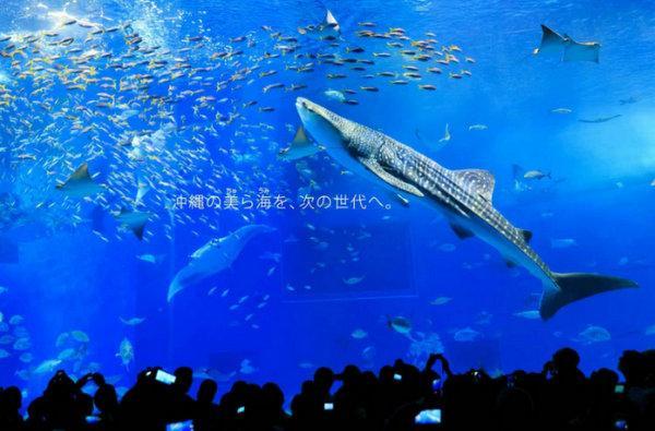 上海海洋館一日游，奇幻海底世界的探索之旅，上海海洋館一日游，探索奇幻海底世界的冒險之旅