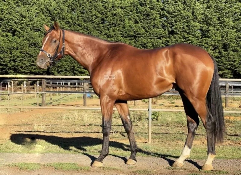 澳門(mén)今晚開(kāi)特馬四不像圖——深度解析與探索，澳門(mén)特馬四不像圖深度探索與解析之夜
