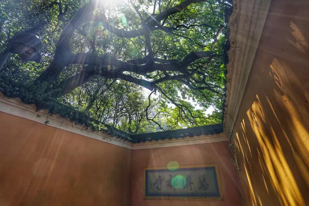 普陀山必去的幾個景點——領(lǐng)略海天佛國之美，普陀山必游景點——海天佛國之旅