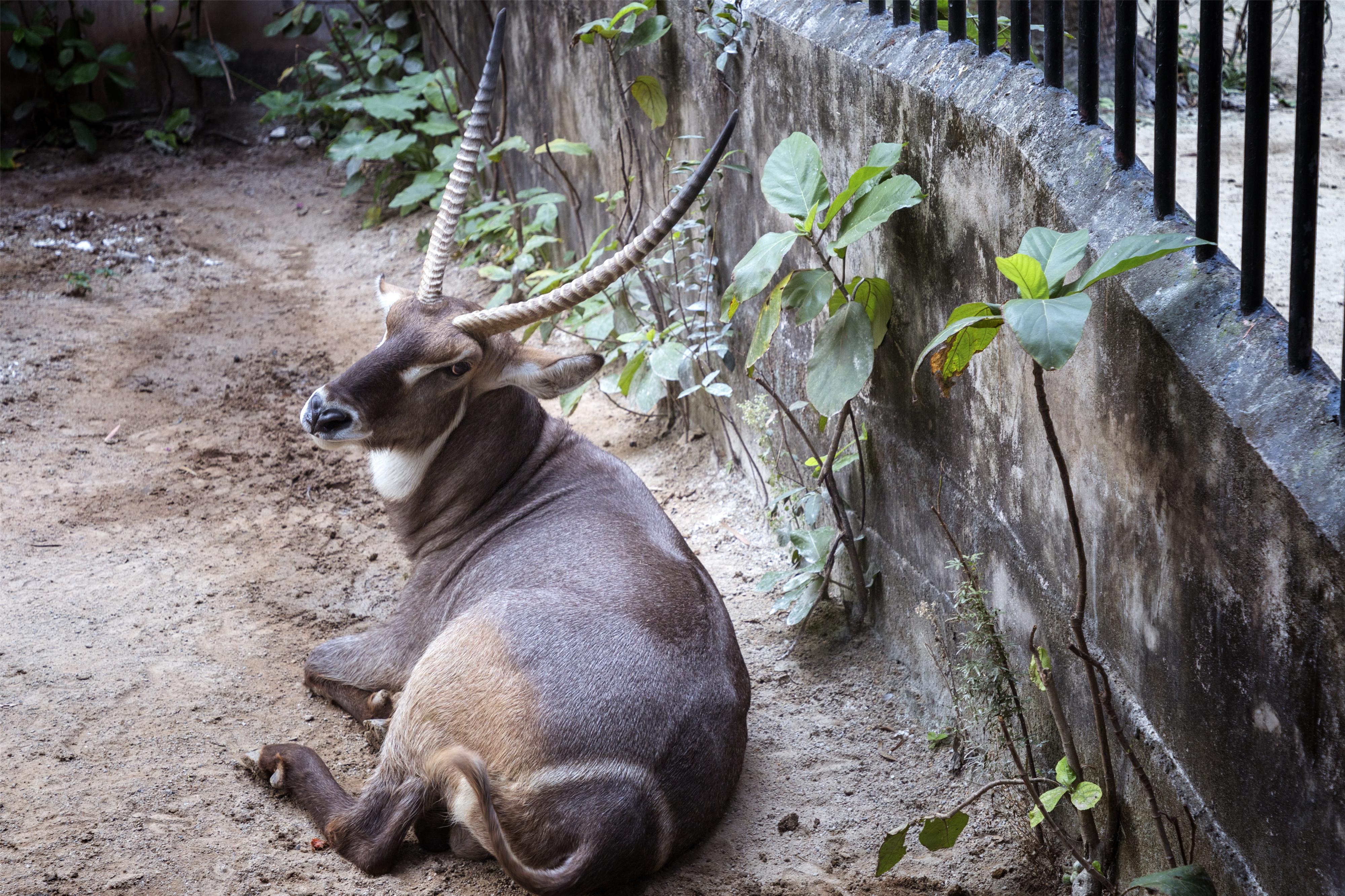 廣州野生動(dòng)物園門票，探索自然奧秘的入場(chǎng)券，廣州野生動(dòng)物園門票，探索自然奧秘的通行證