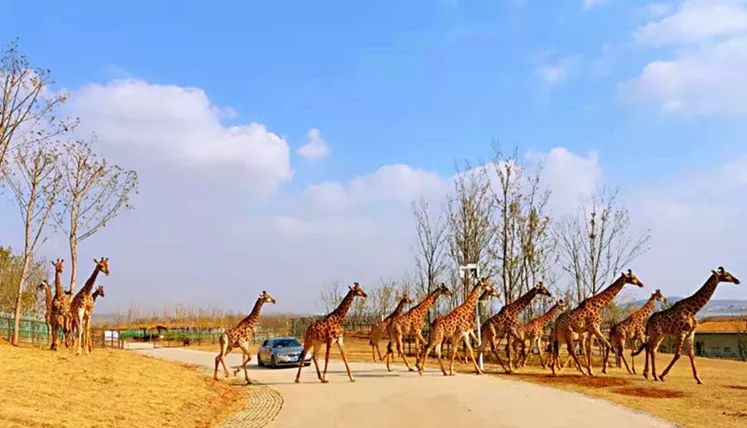 金牛湖野生動(dòng)物園門票攻略，探索自然，盡享野趣，金牛湖野生動(dòng)物園門票攻略，探索自然野趣之旅