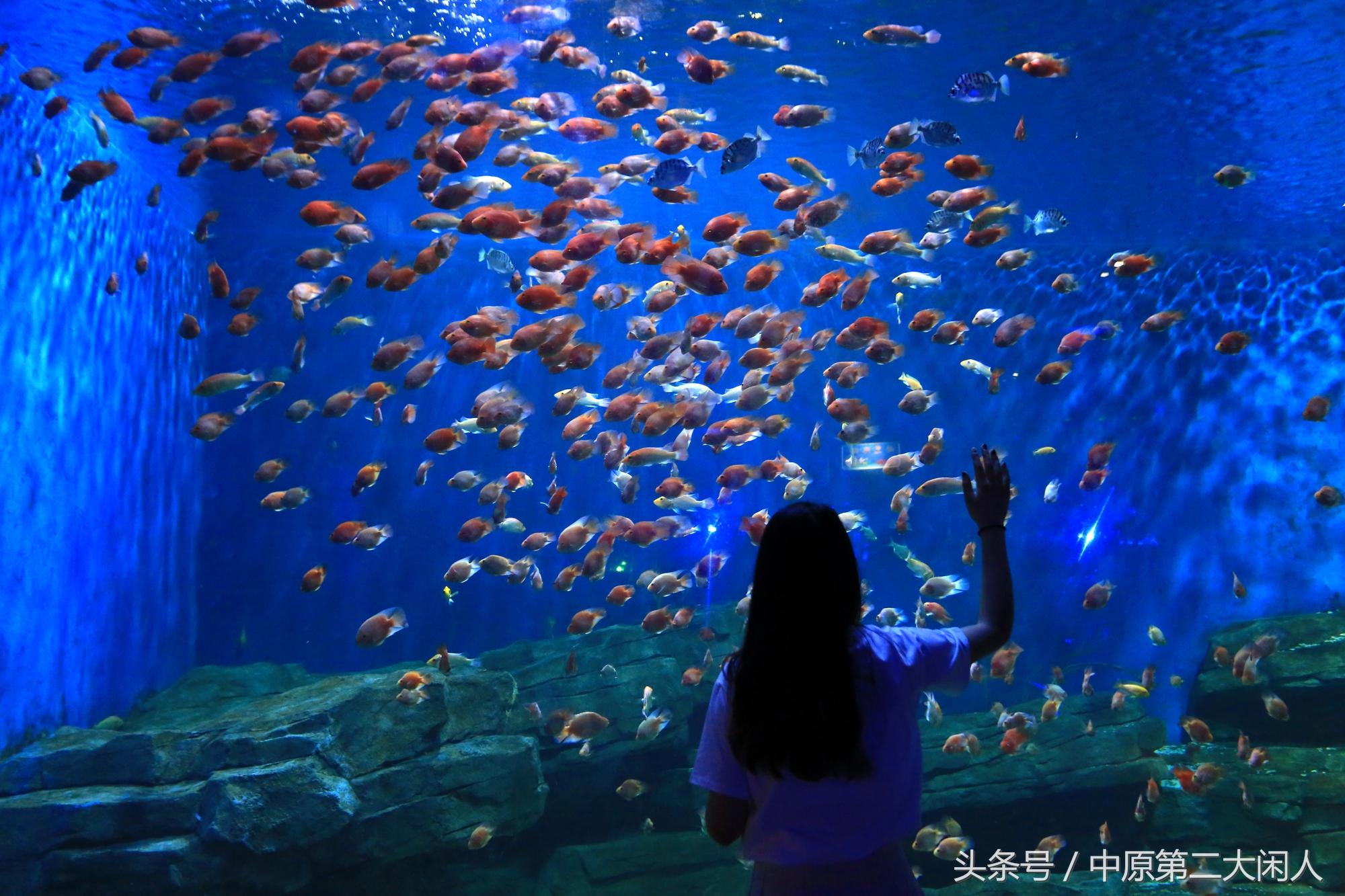 開封海洋館門票價(jià)格詳解，開封海洋館門票價(jià)格全解析