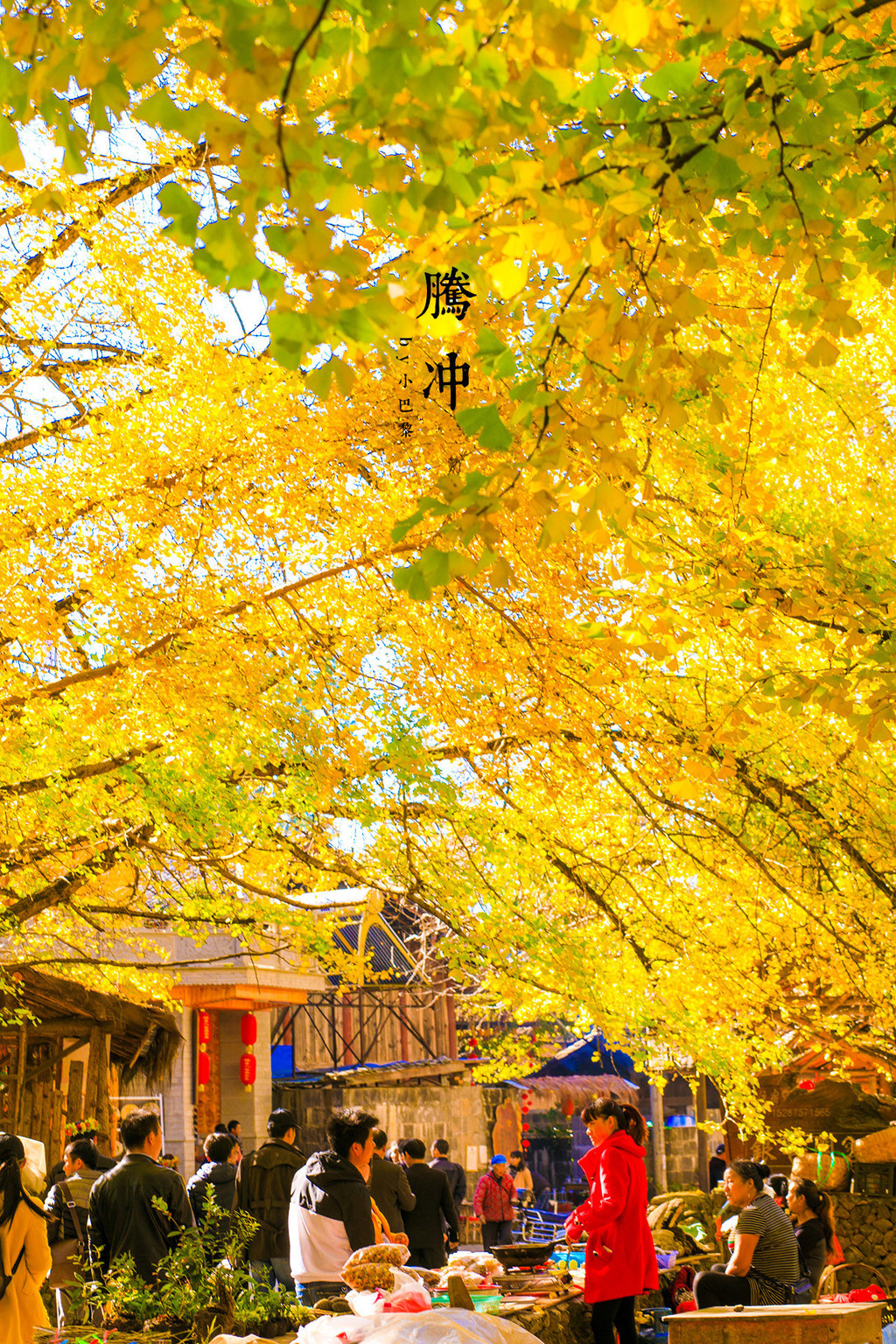 為什么不建議去騰沖旅游？深度解析背后的原因，深度解析，為何不建議前往騰沖旅游？