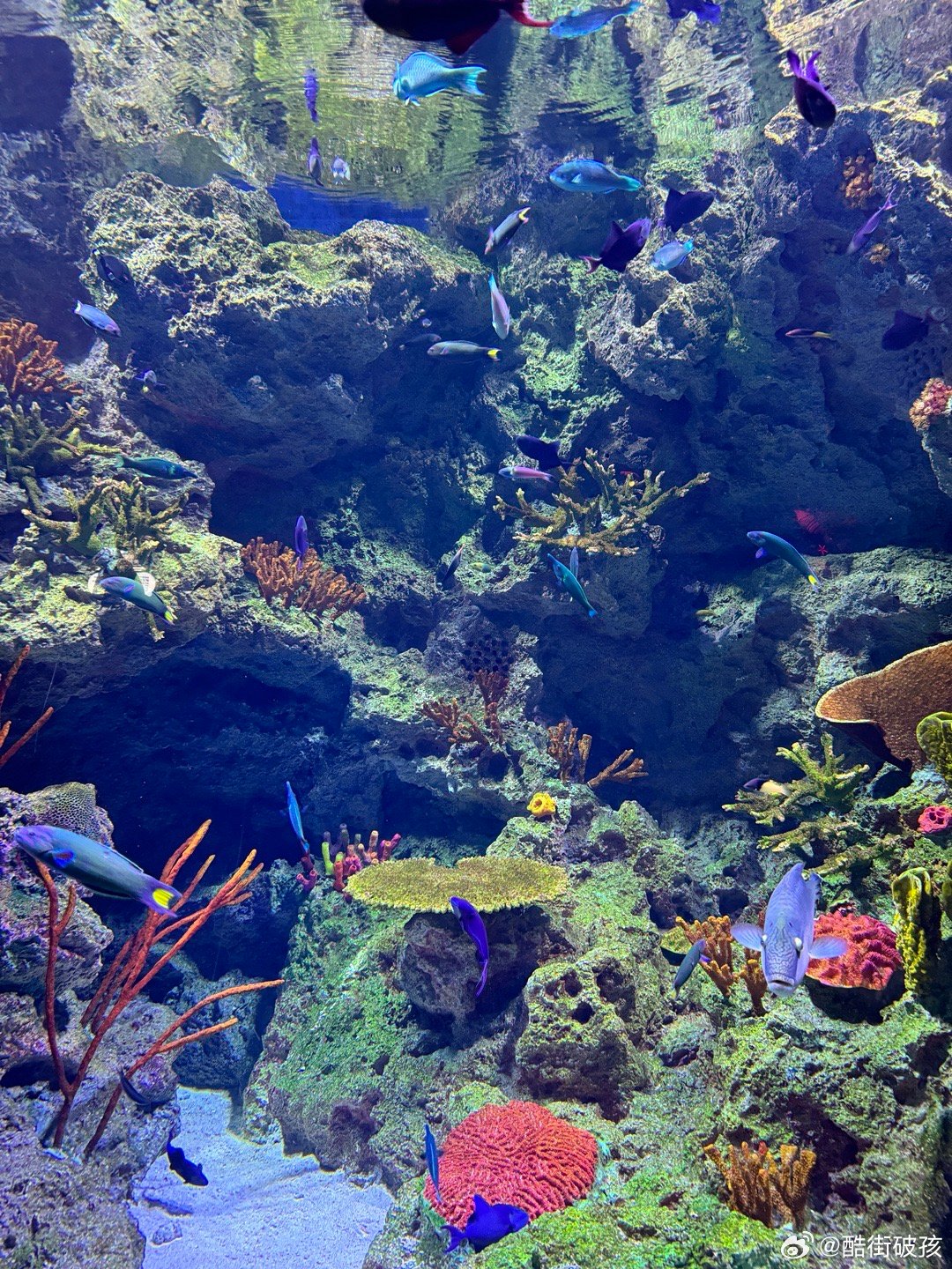 探索海底世界，附近的海底奇觀一網(wǎng)打盡，探索周邊海底奇觀，揭開神秘海底世界面紗