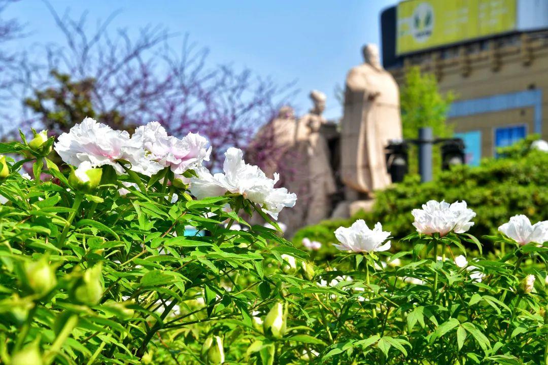 洛陽牡丹園門票價(jià)格詳解，洛陽牡丹園門票價(jià)格全解析