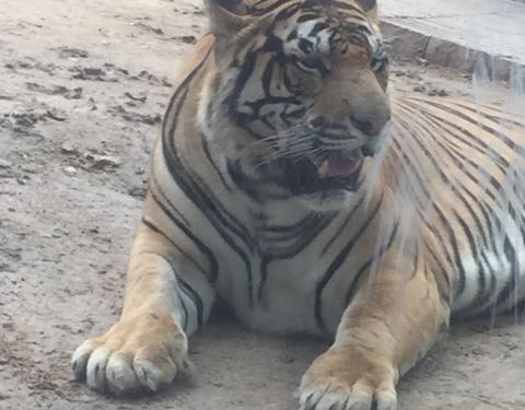 濟(jì)南動(dòng)物園門票價(jià)格詳解，多少錢一張？，濟(jì)南動(dòng)物園門票價(jià)格全解析，票價(jià)究竟多少？