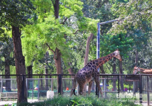 北京哪個動物園最好玩——探索北京動物園之旅的最佳選擇，北京最佳動物園探索之旅，尋找最好玩的北京動物園
